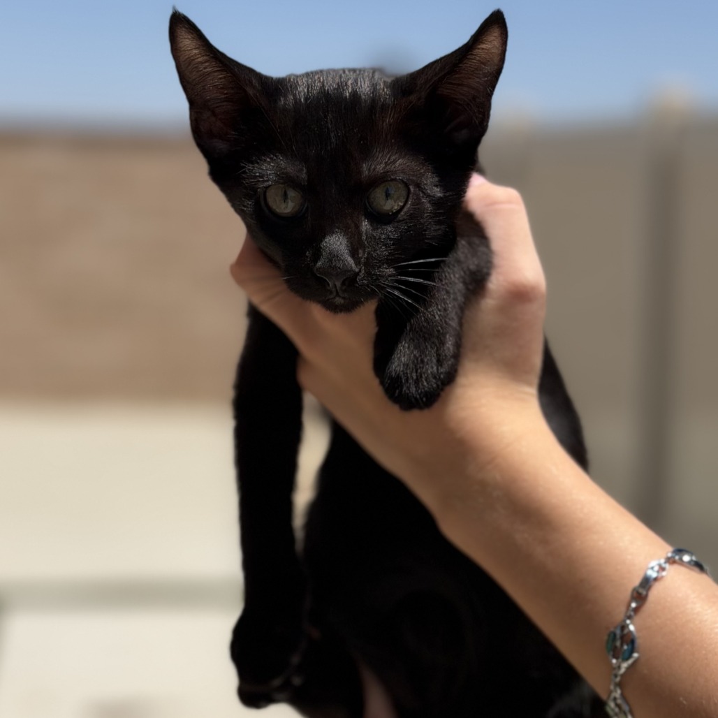 Lexi Kitty, photo 2