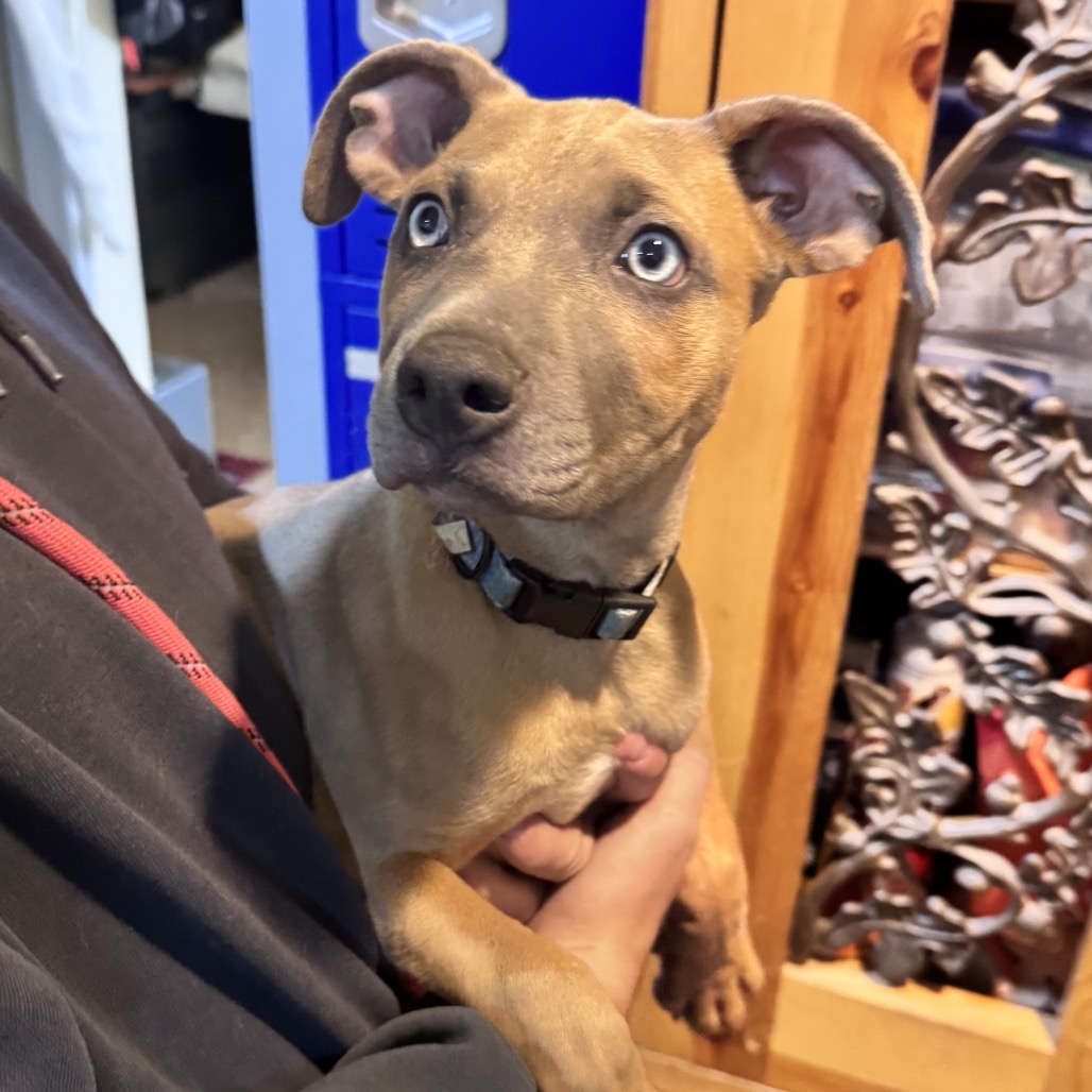 Tig