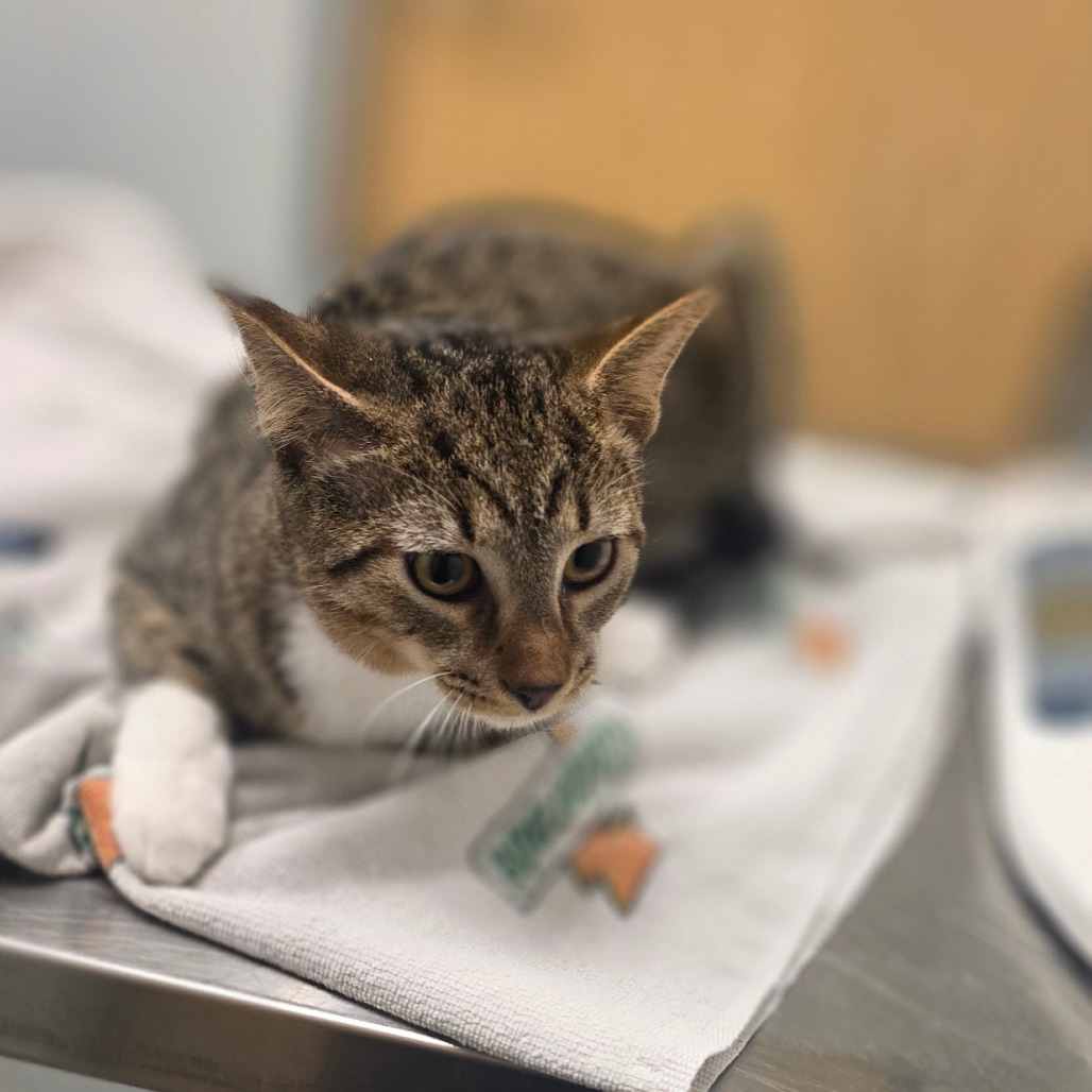 CINCO - Domestic Shorthair available for adoption