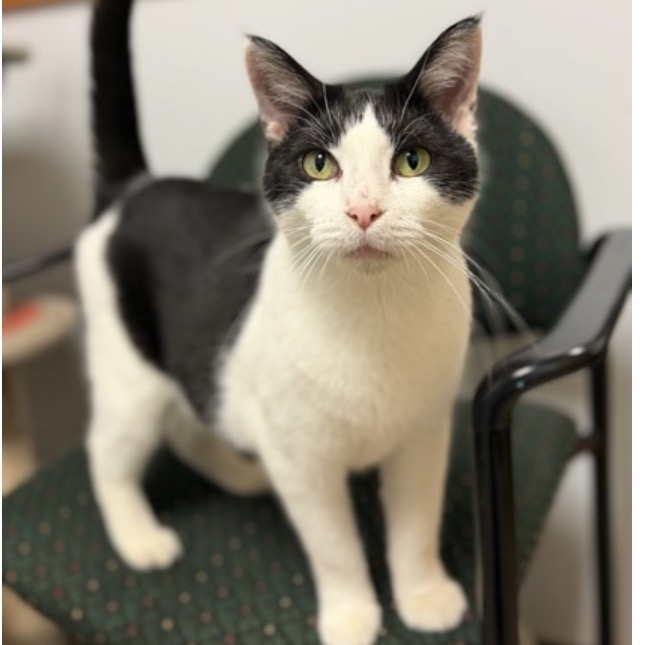 JAR - Domestic Shorthair available for adoption