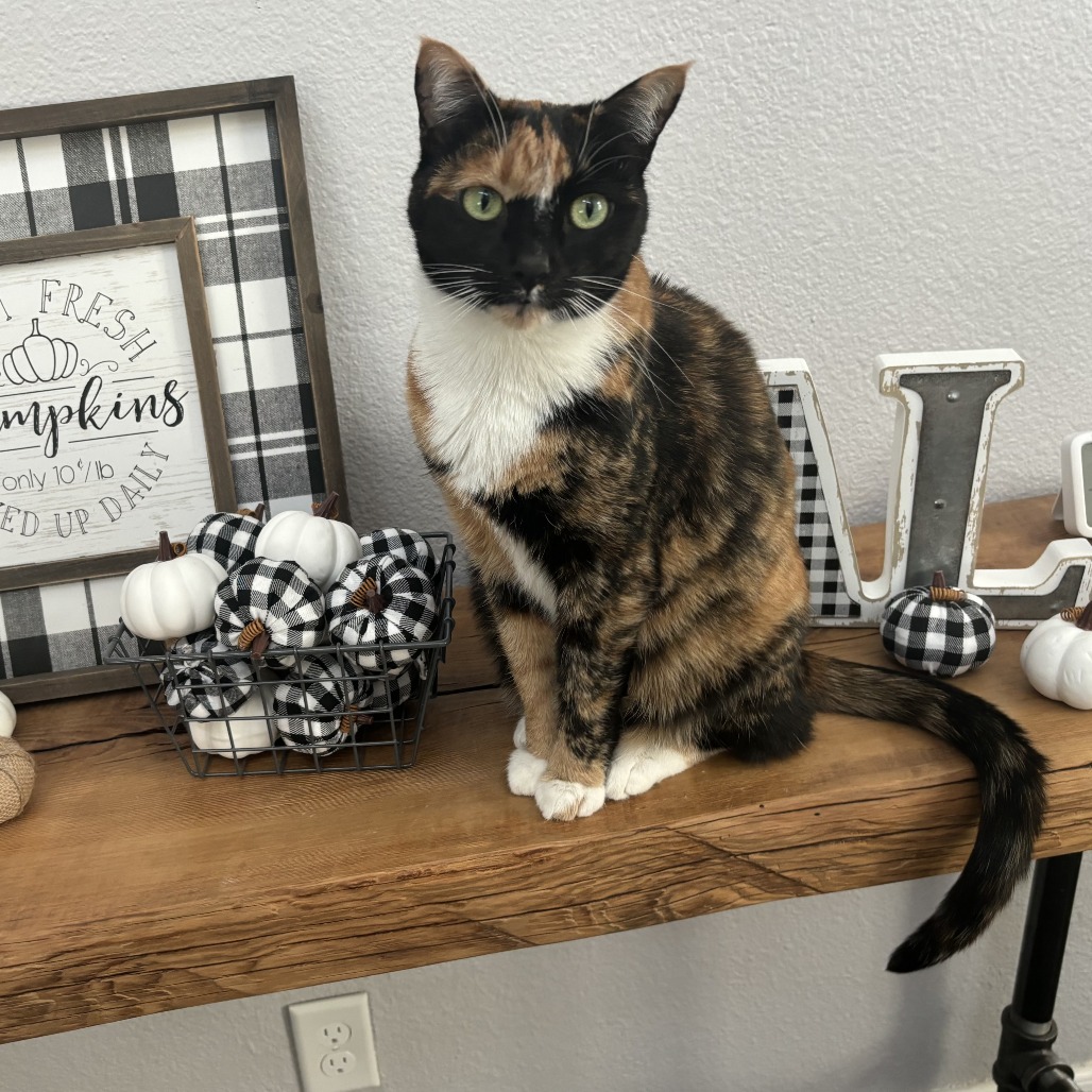 Zuri — thumbnail 2