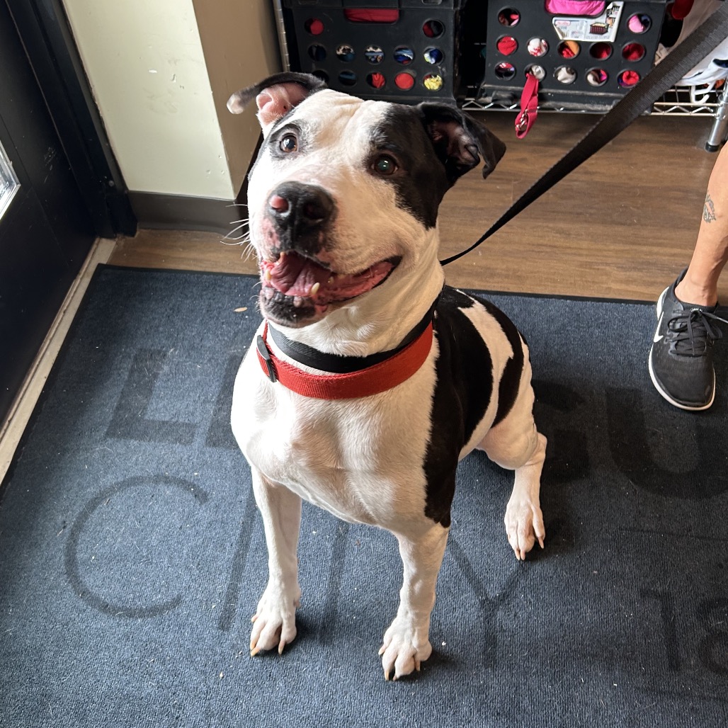 DARKWING - Terrier, Pit Bull / Mix available for adoption