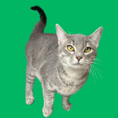 Tusc Stray 83100 2 3 4 5