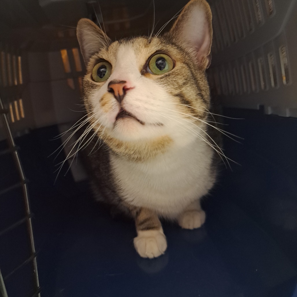 Lucian — thumbnail 4