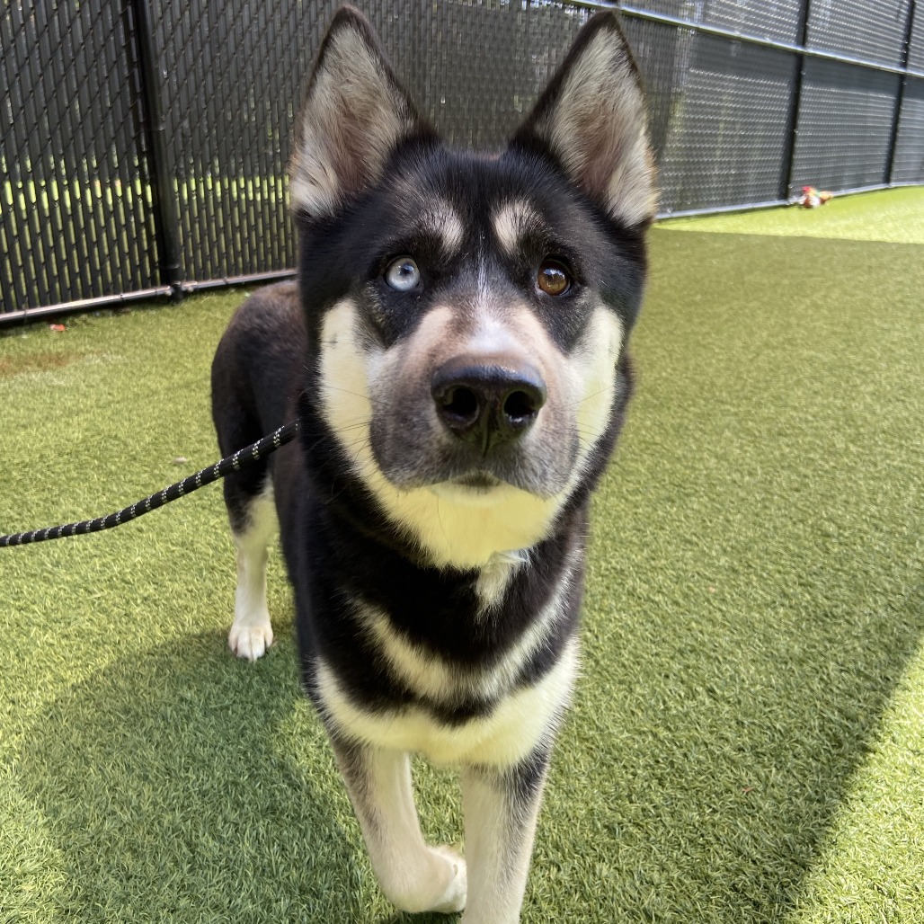 NALA - Husky / Mixed Breed (Medium) available for adoption