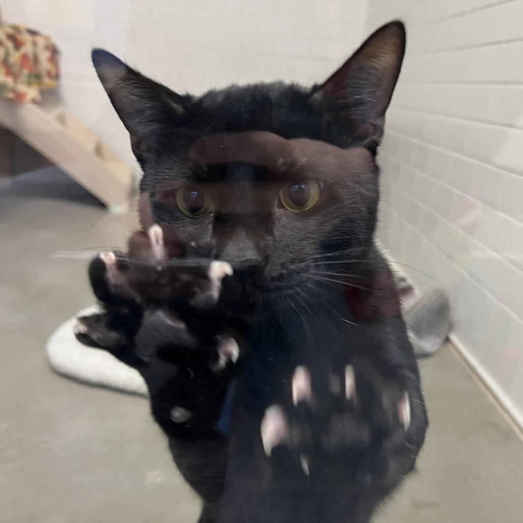 Photo of Midnight 4