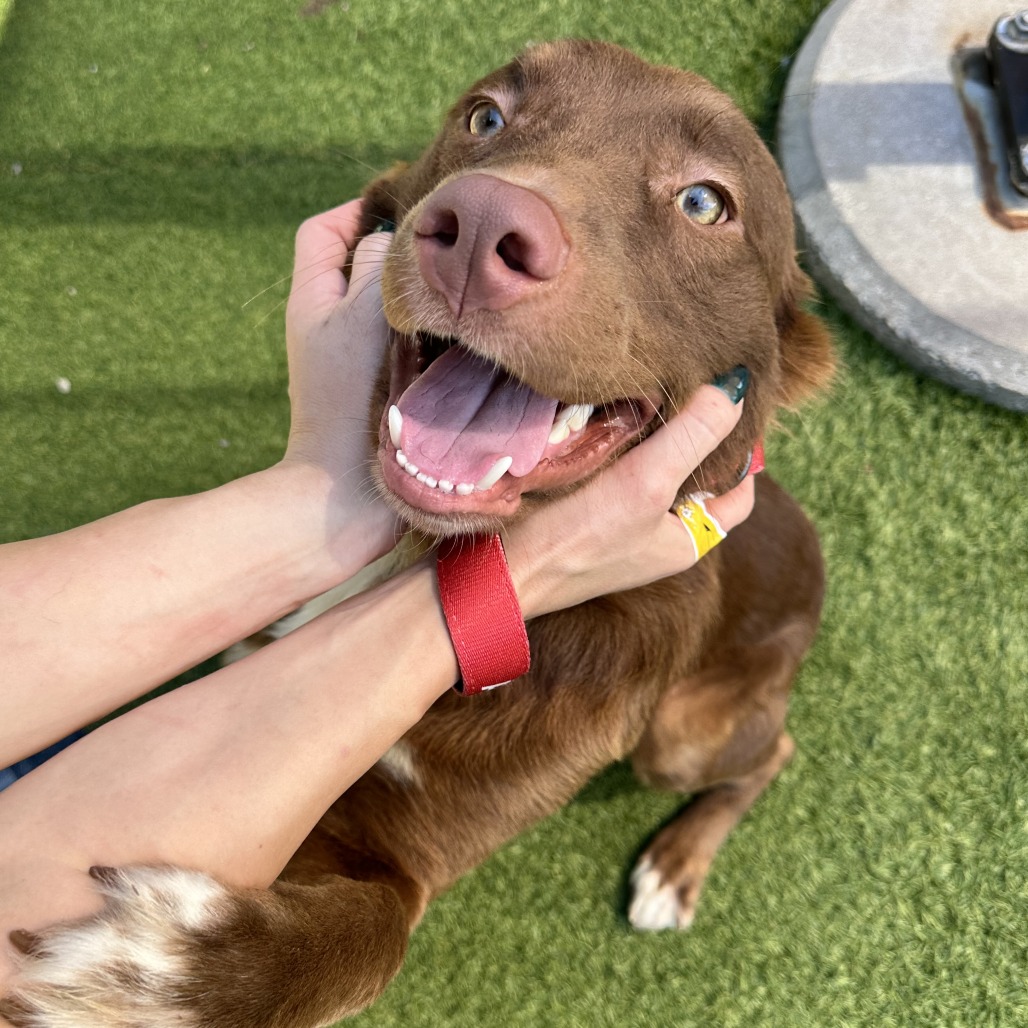 COCO - Mixed Breed (Medium) available for adoption