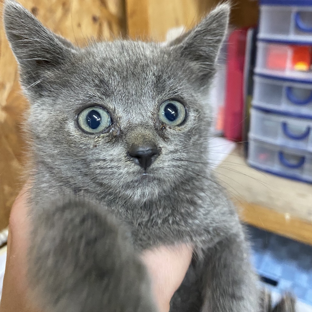 Gator, photo 3