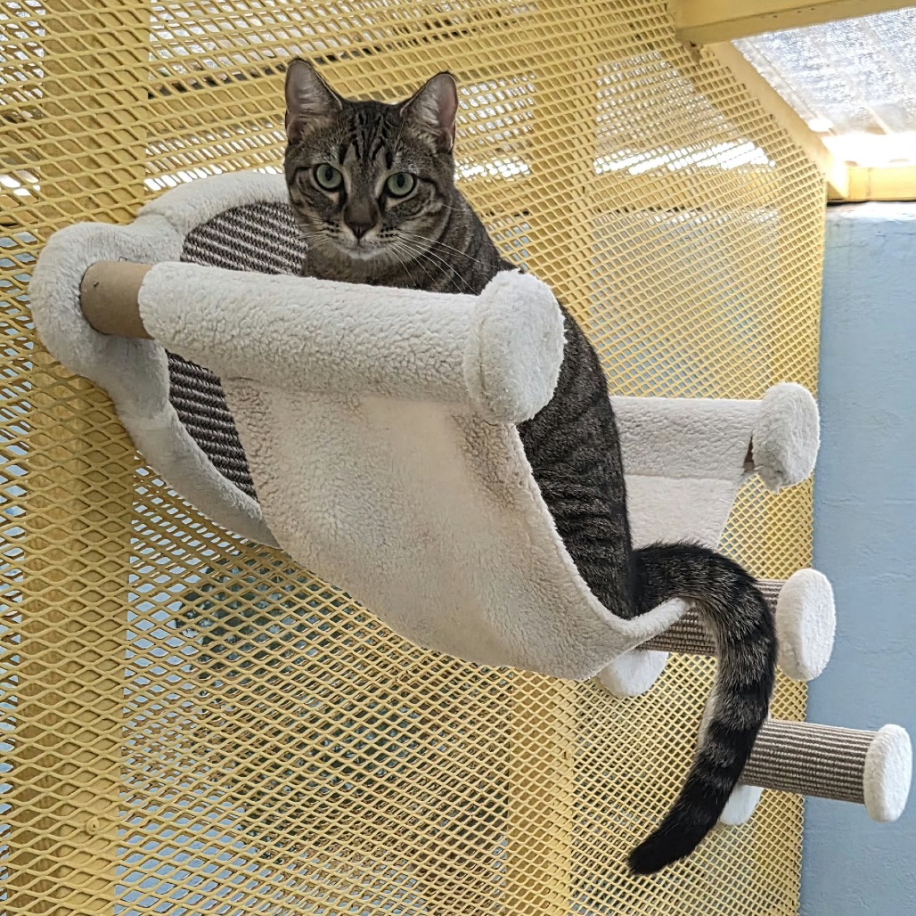 ELLIE - Domestic Shorthair available for adoption