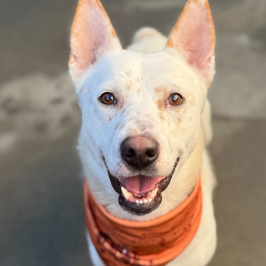 Benji — thumbnail 3