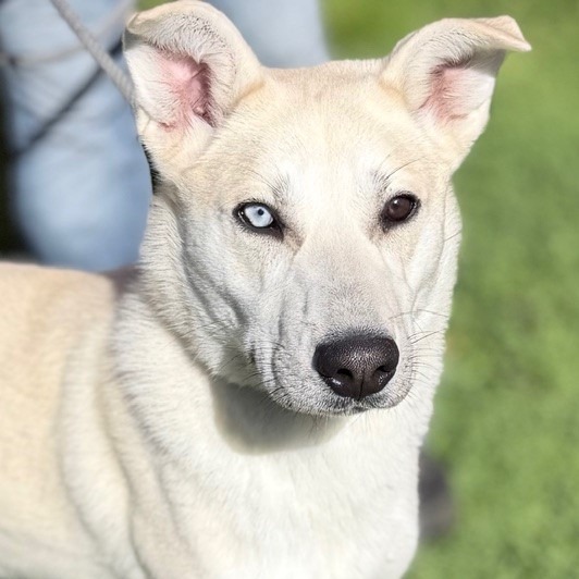 Kennel#23 Ryder's preview photo