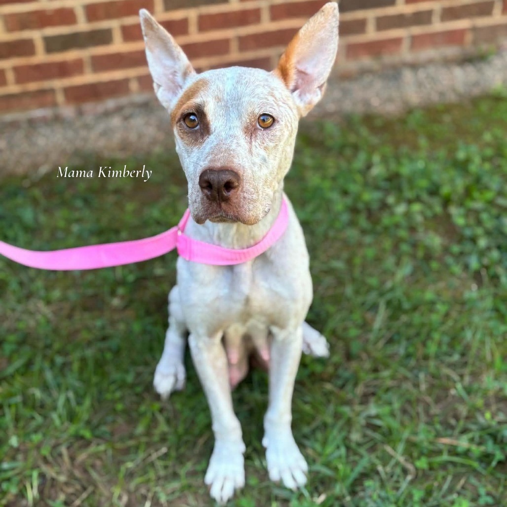 Kimberly pup - Ichabod, photo 4
