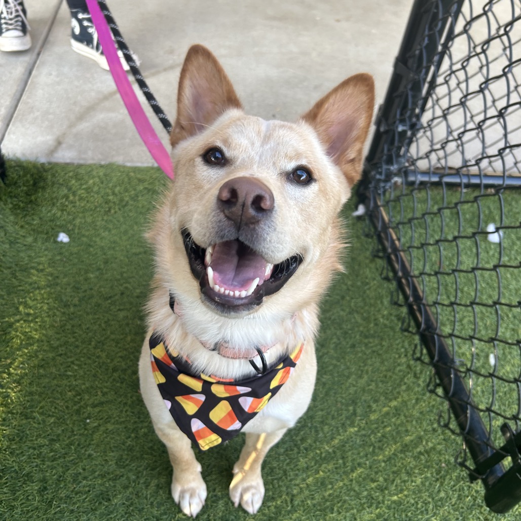 DINGO - Mixed Breed (Medium) available for adoption