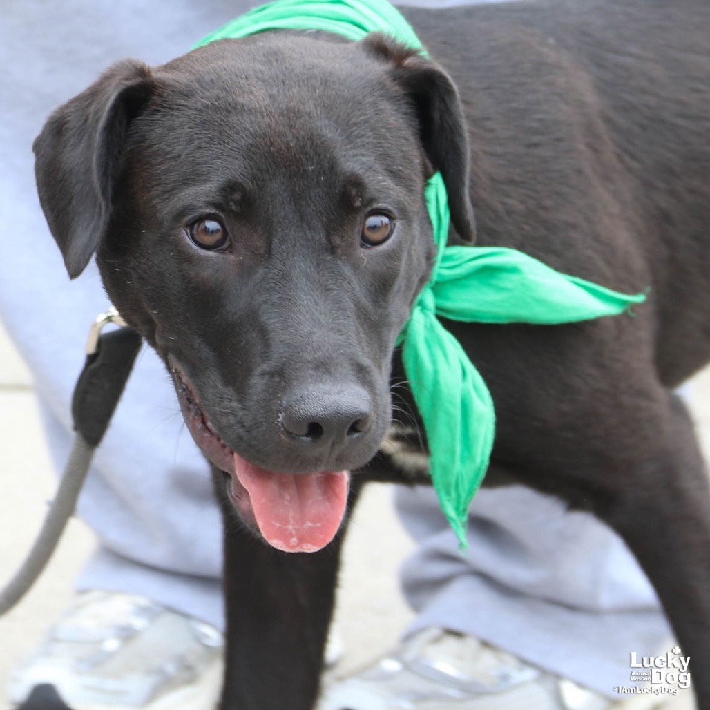 RYDER - Cattle Dog, Australian (Blue Heeler) / Retriever available for adoption