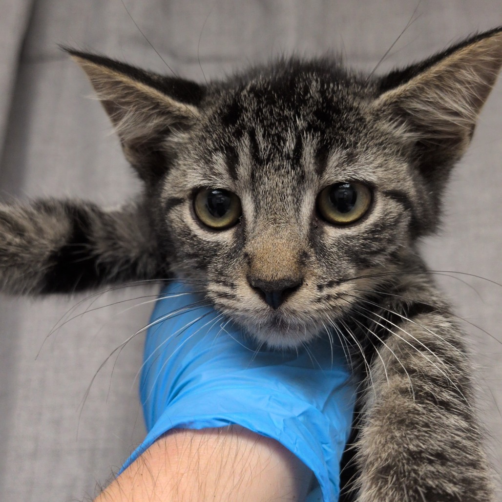 ATTIC - Domestic Shorthair available for adoption