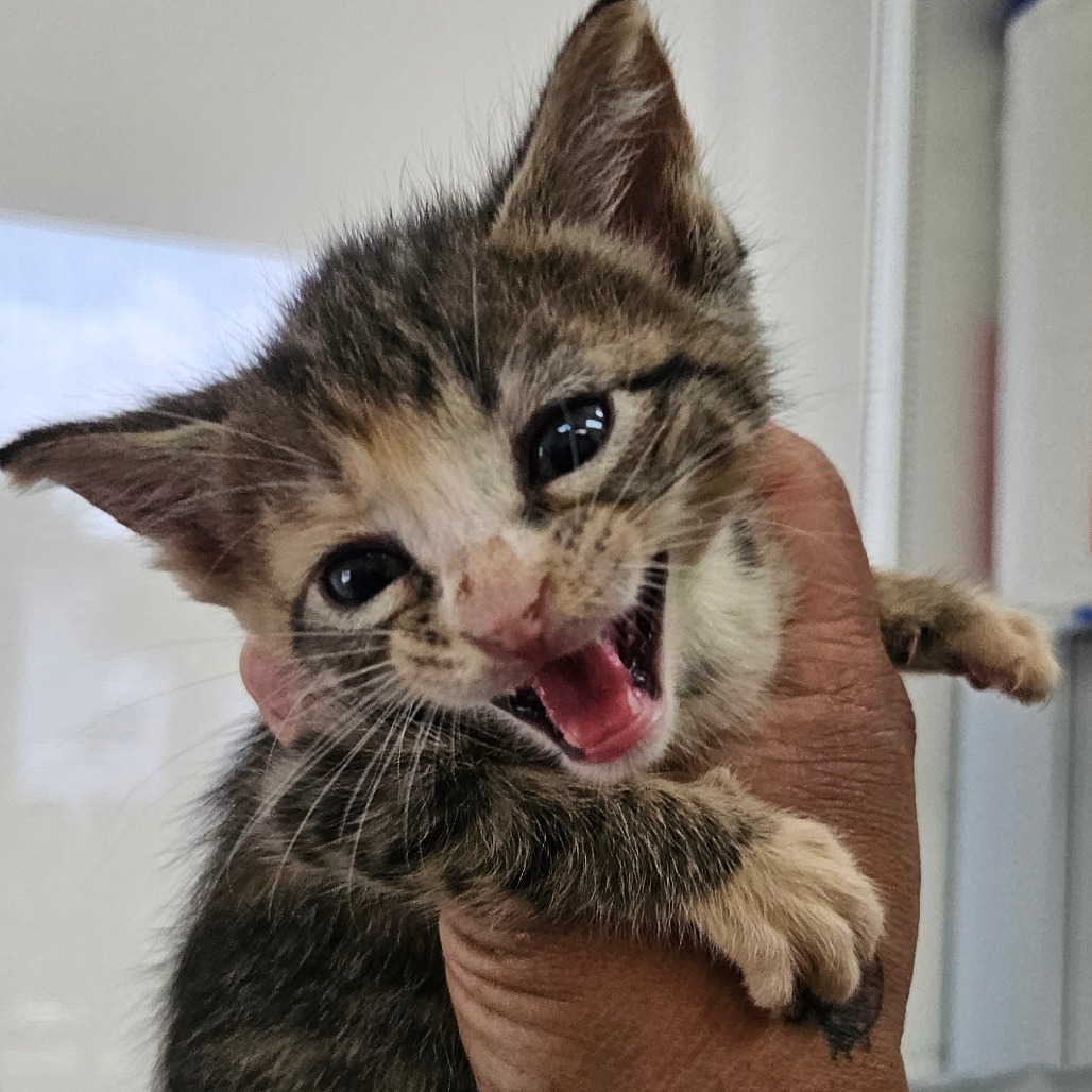 Photo of Ozzy, a cat adopted from Gulf Coast Humane Society