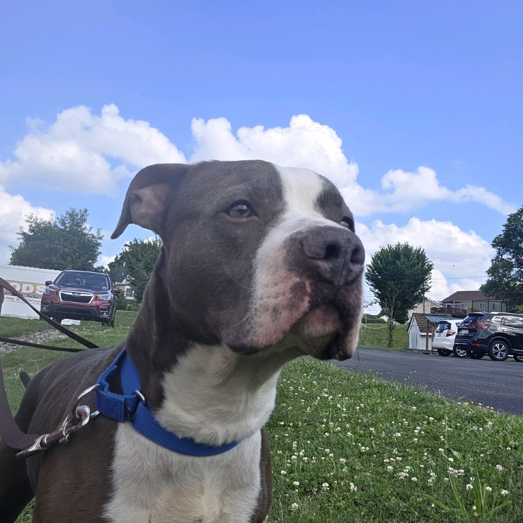 Photo of Prince 14