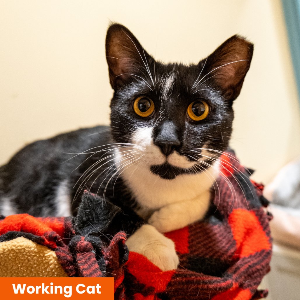 GIMLET- WORKING CAT - Domestic Shorthair available for adoption