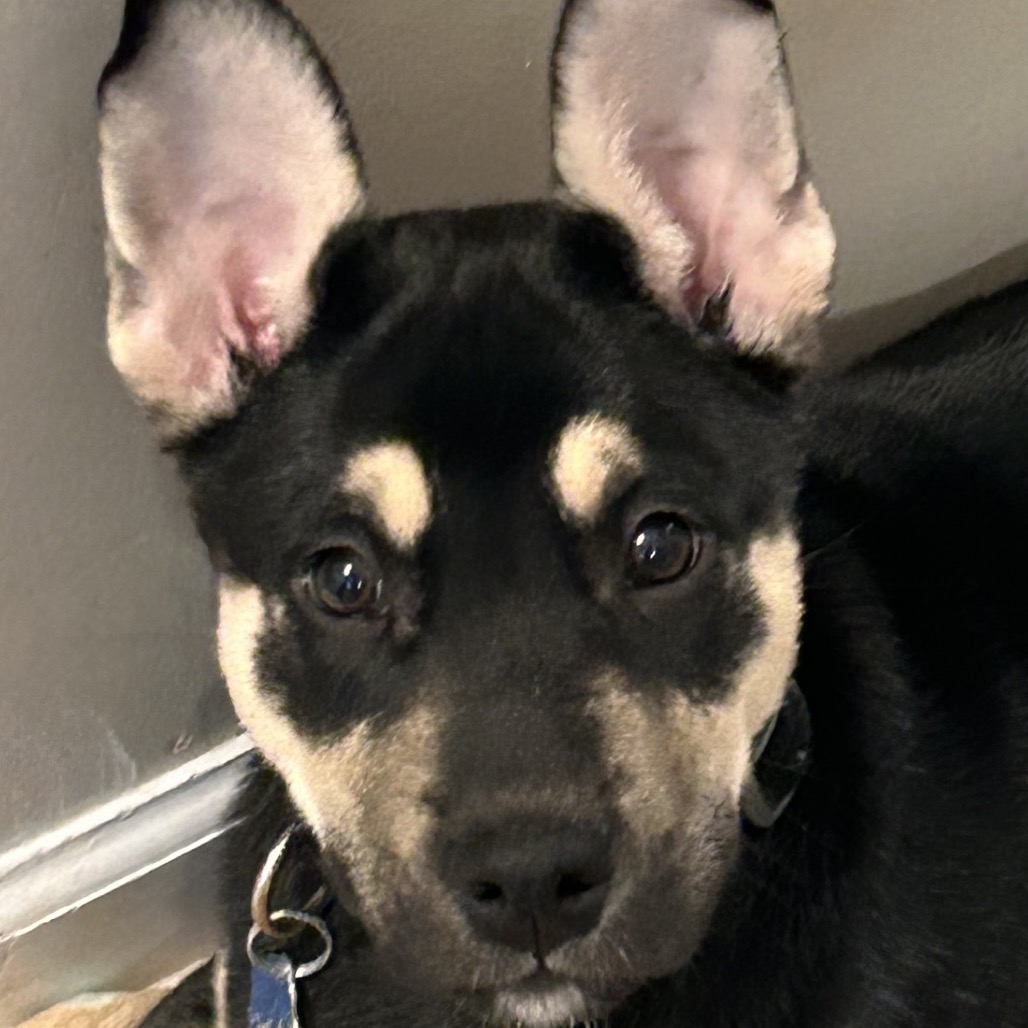 Mickey — thumbnail 5