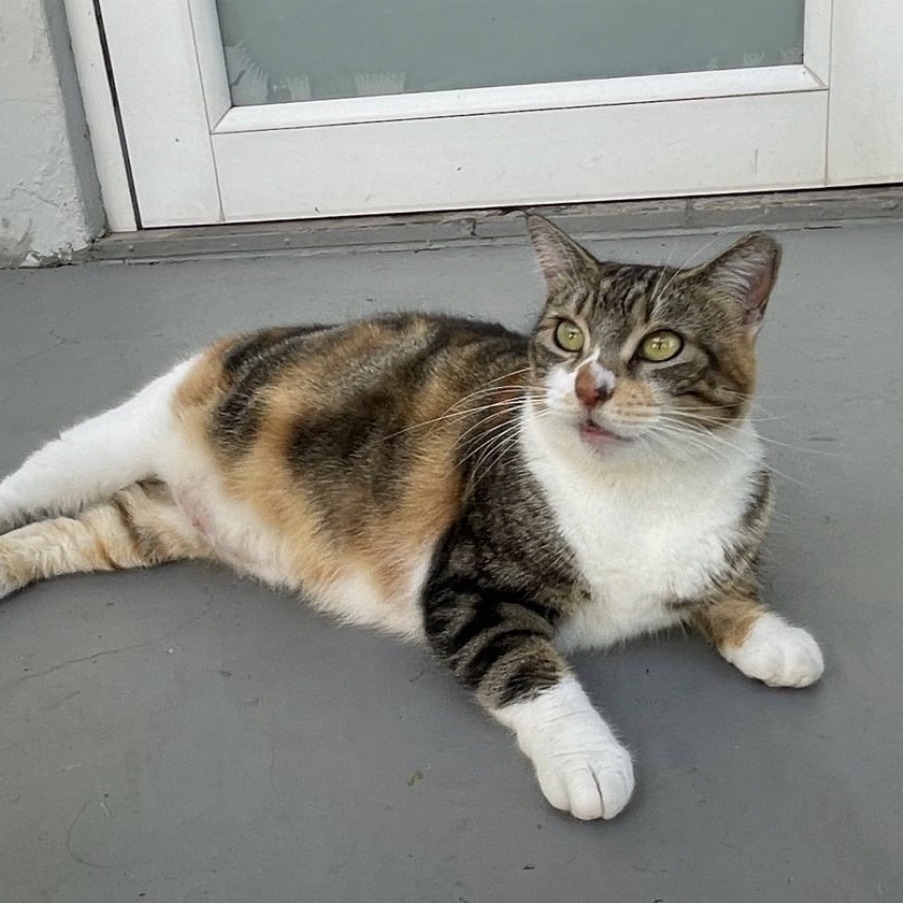 NICOLE - Domestic Shorthair available for adoption