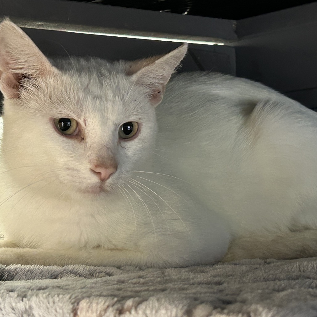 Russell — thumbnail 2