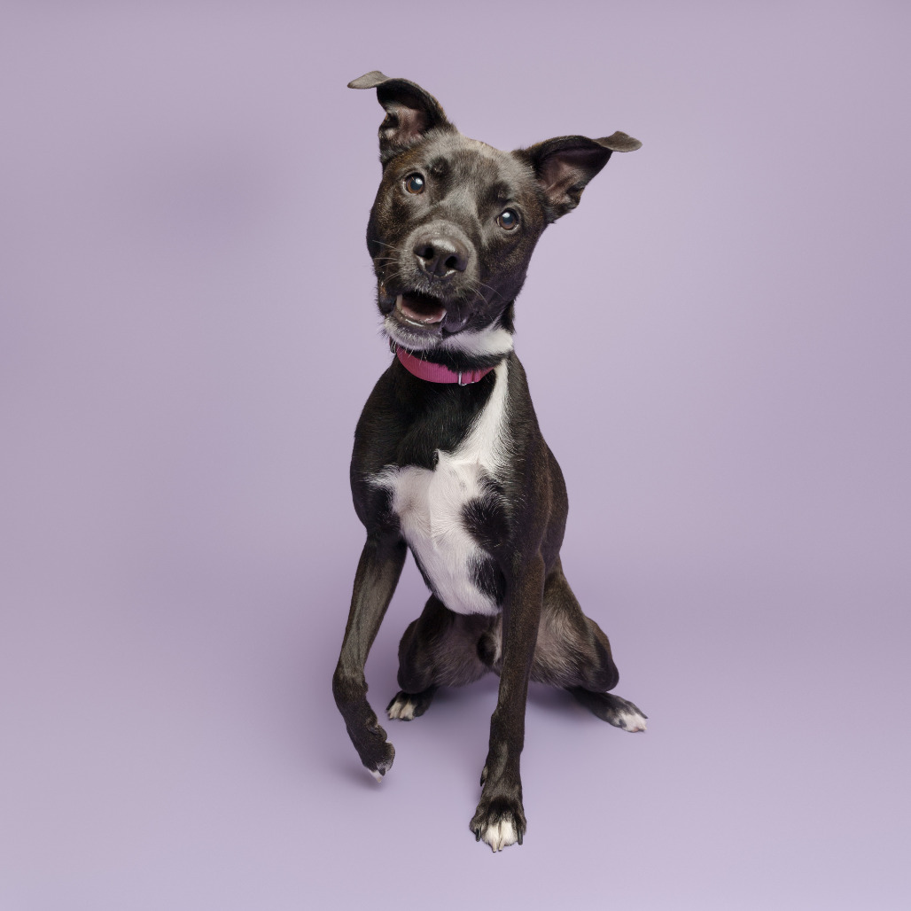 Photo of Chip 25