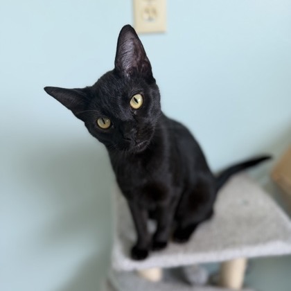 LACHLAN-AT PETSMART MADISON EAST - Domestic Shorthair available for adoption