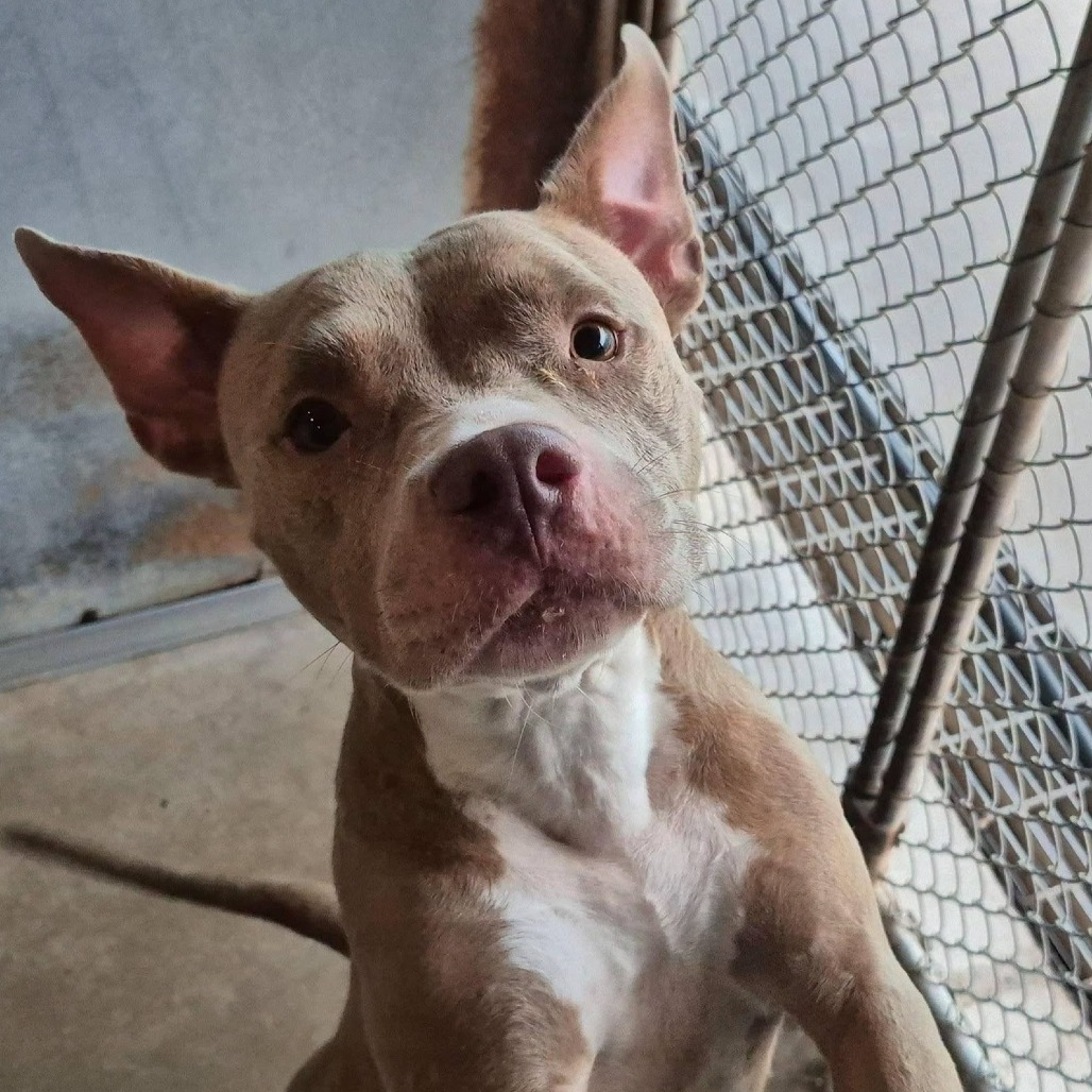 Photo of Madison , available for adoption at PVAS