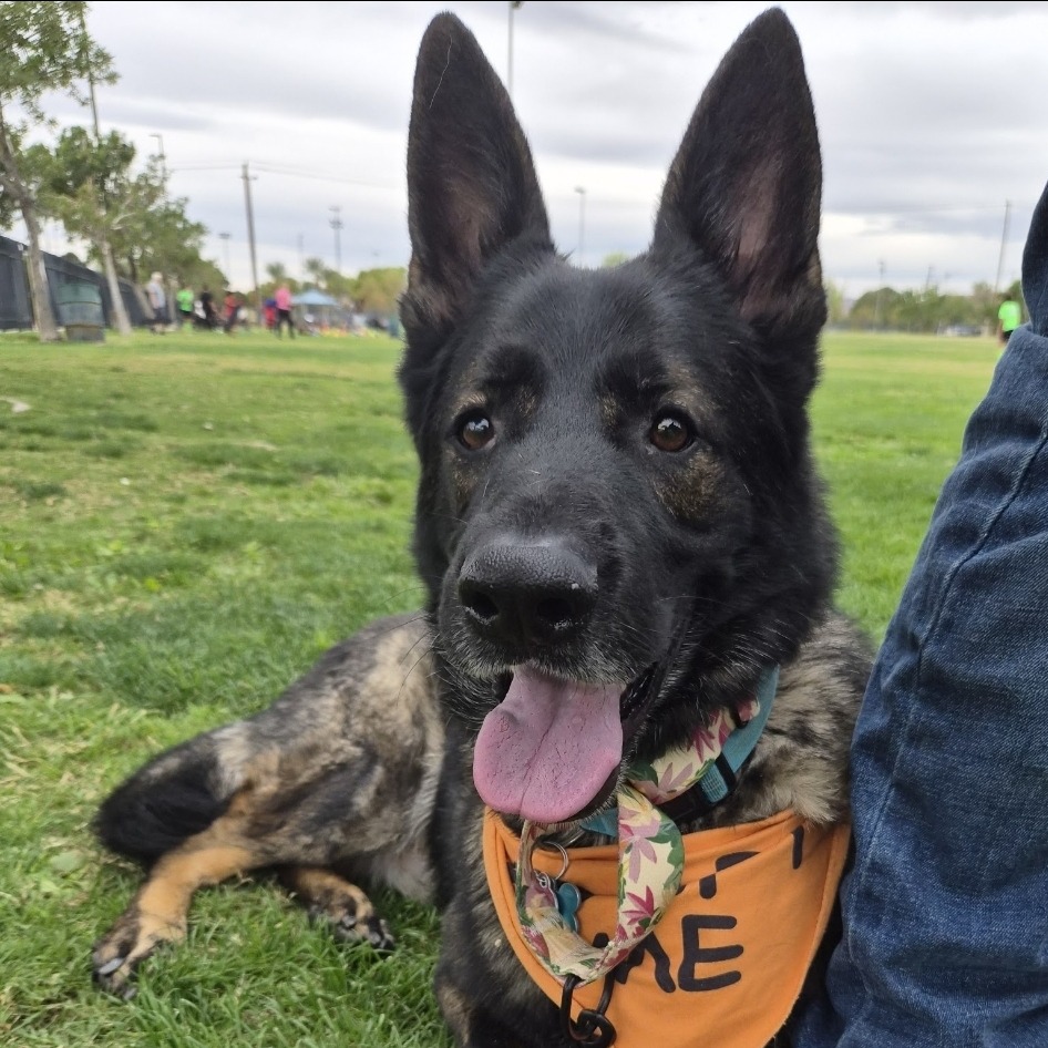 Shadow, a 6 yr 7 mo Male Shepherd, German available for adoption through Lost & Found