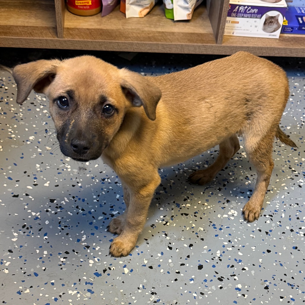 Tusc Stray 84949 2