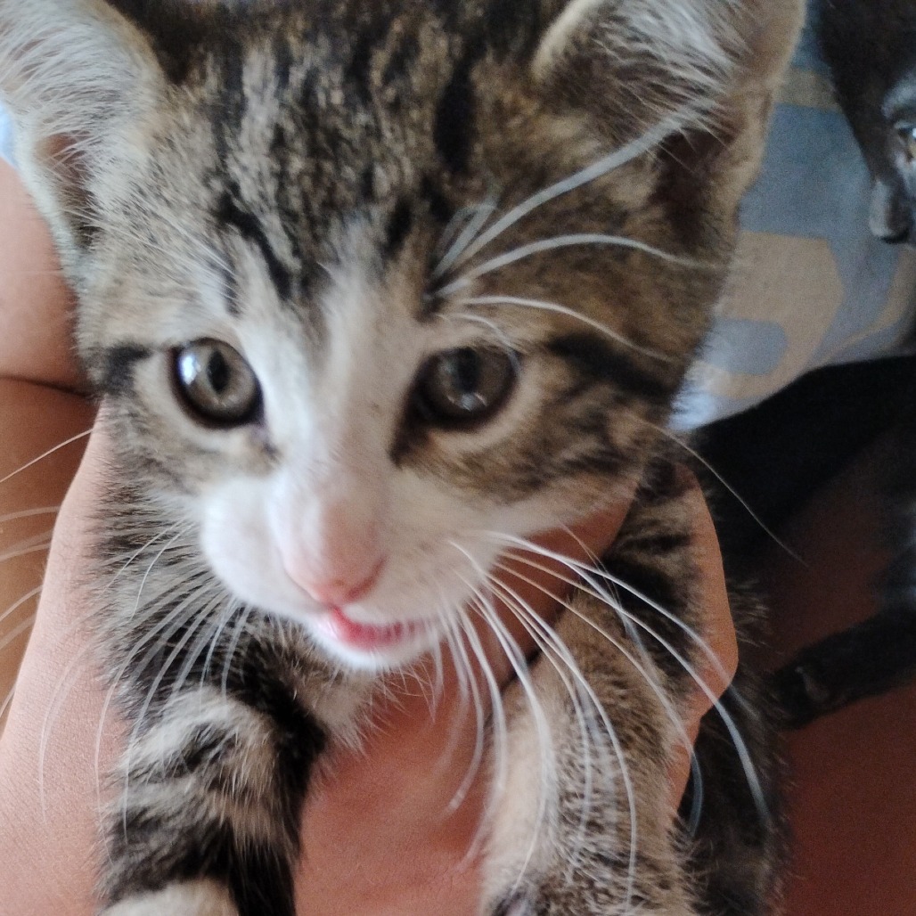 CONRAD - Domestic Shorthair available for adoption