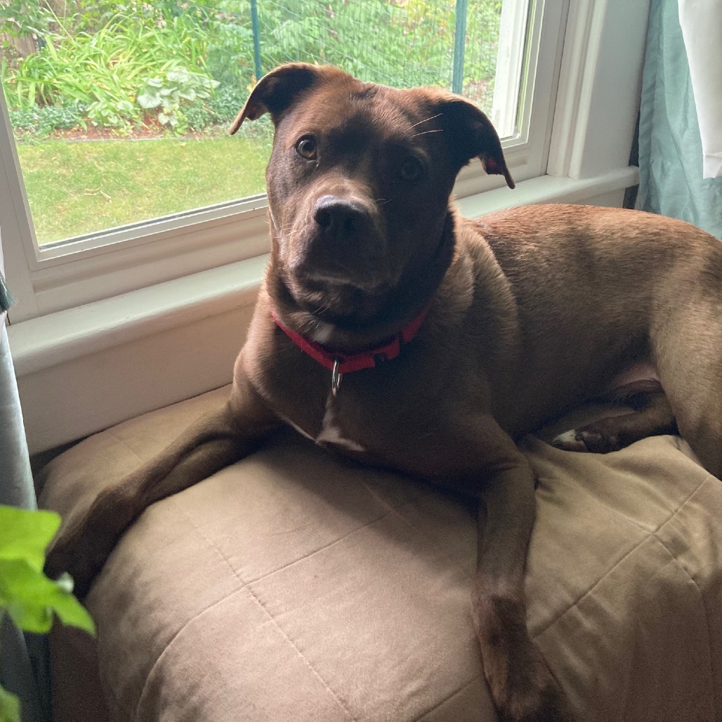 Rex, photo 9