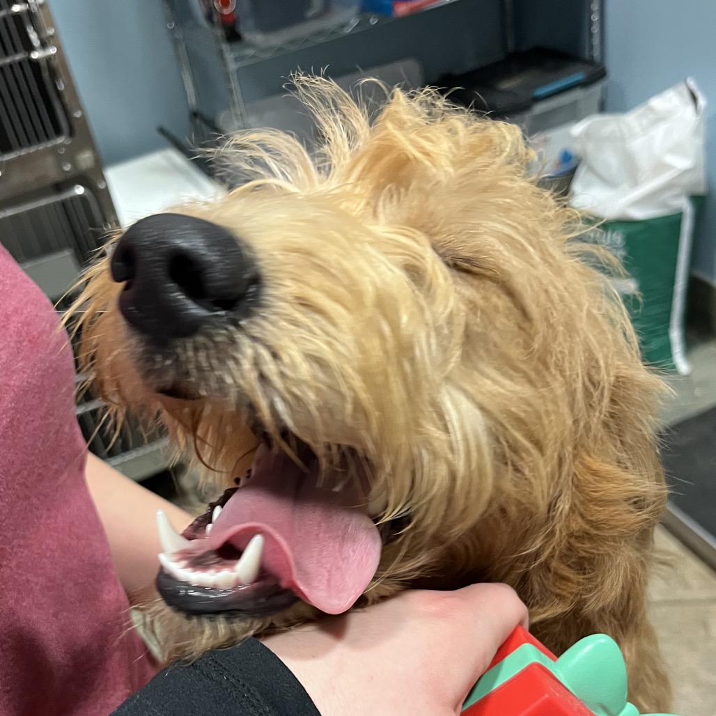 Bowie — thumbnail 6