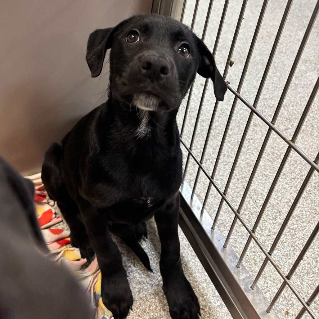 TEAPOT - Mixed Breed (Medium) available for adoption