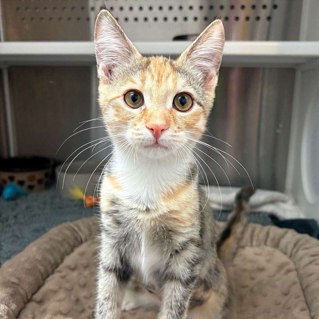 CLEO DENILE - Domestic Shorthair available for adoption