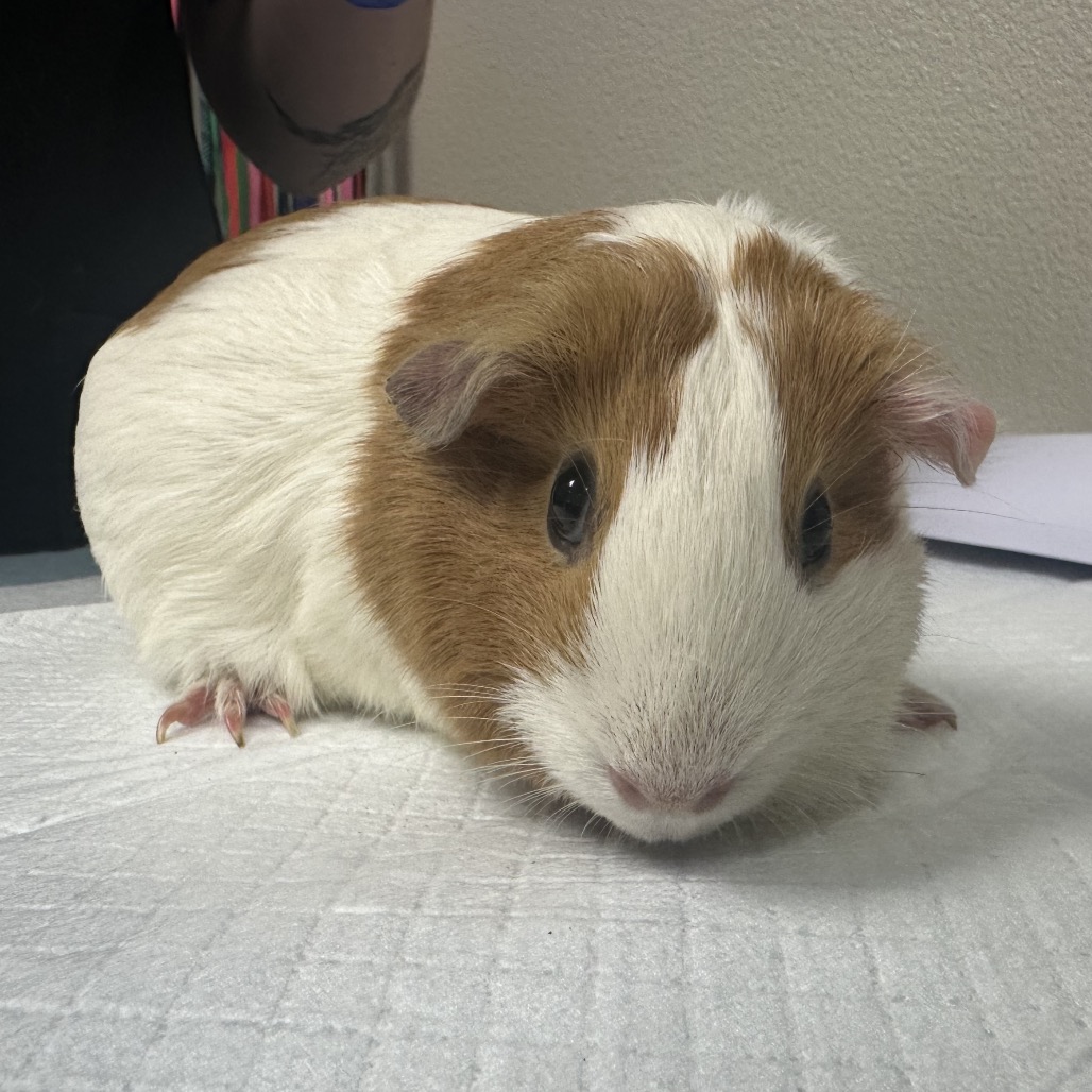 Nuggie
