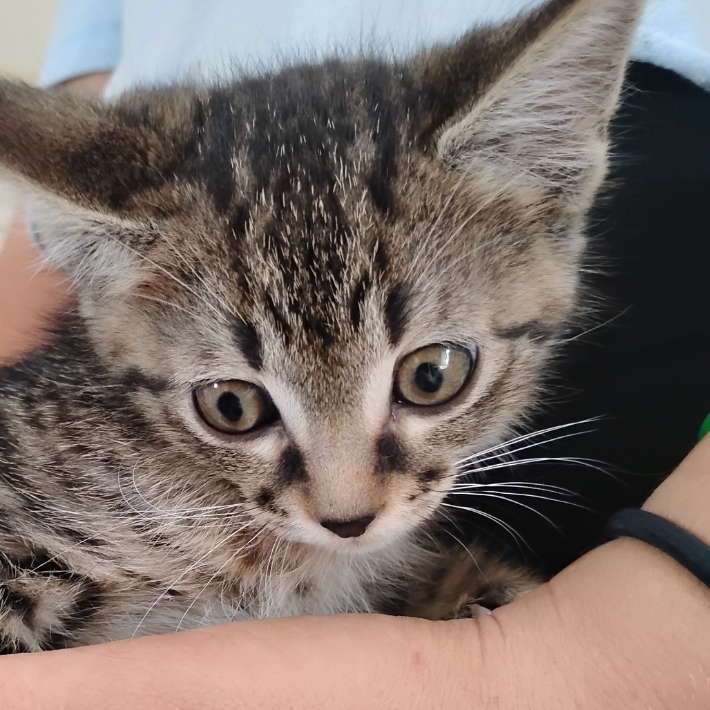 HERSHEY - Domestic Shorthair available for adoption