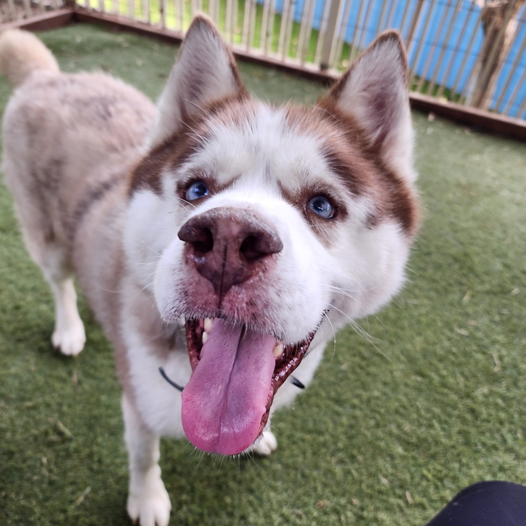 Apollo (C000-753) - Chino Hills Location, photo 10