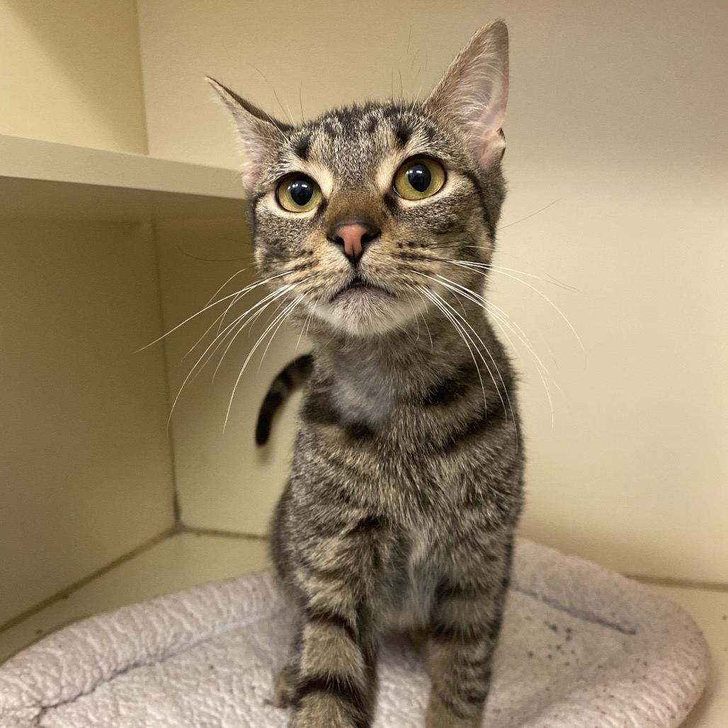 JOE - Domestic Shorthair available for adoption