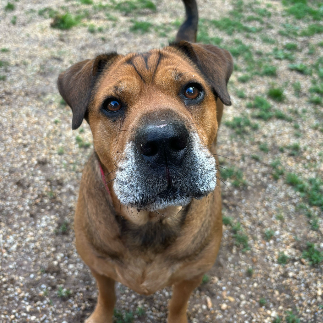 Zoey, photo 11