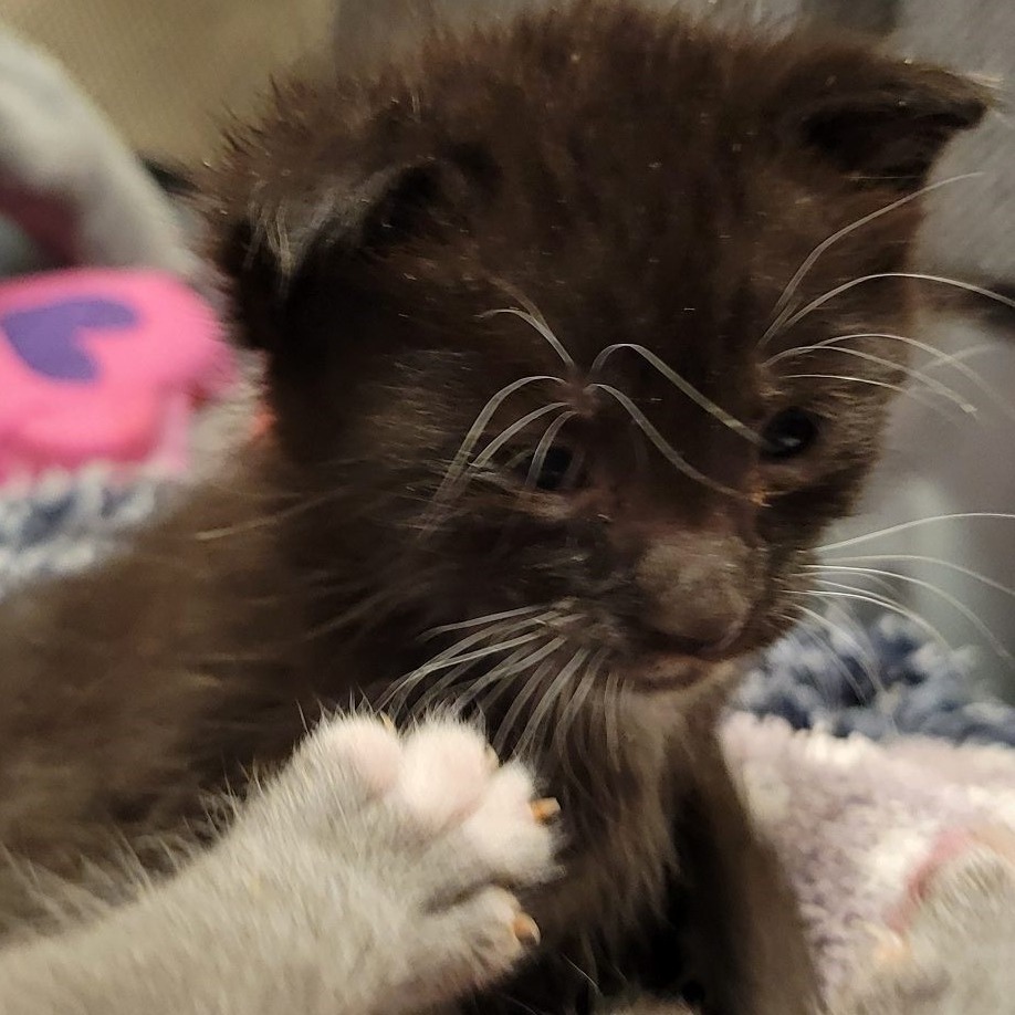 Charlie Brown picture #2