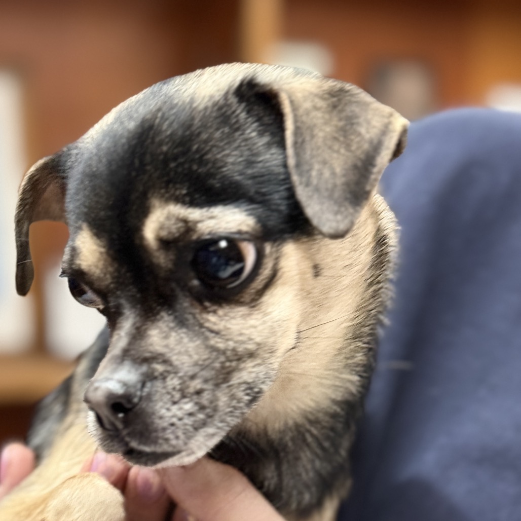 Serena — thumbnail 5