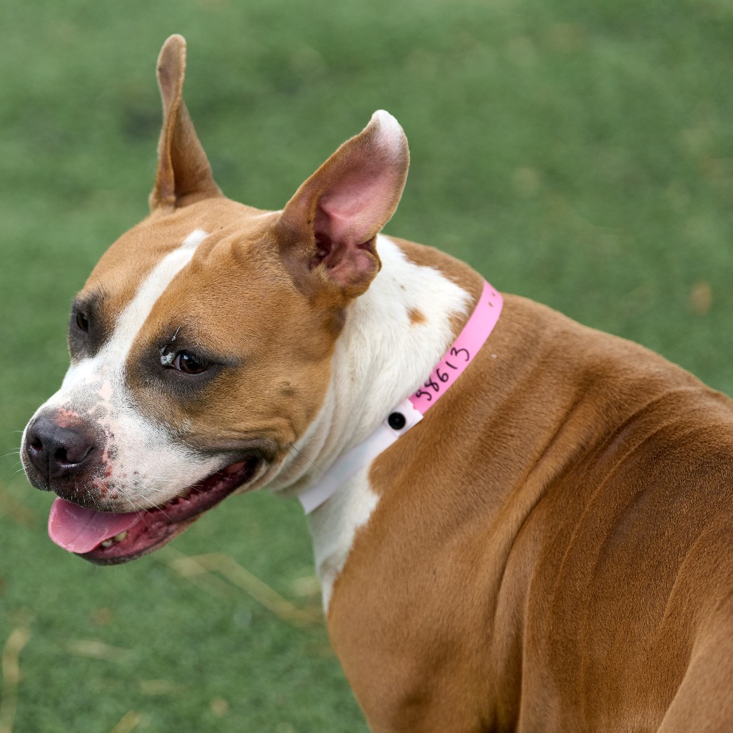 Isabella (formerly Diamond), photo 6