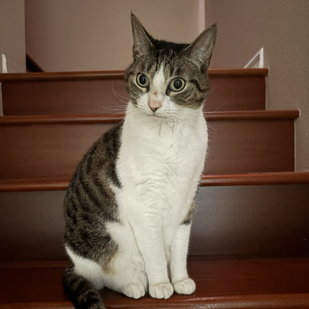Tuna, photo 3