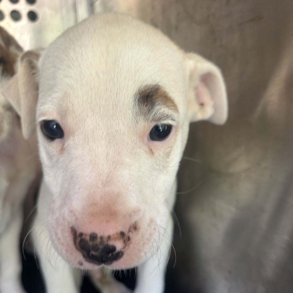 Pit Bull