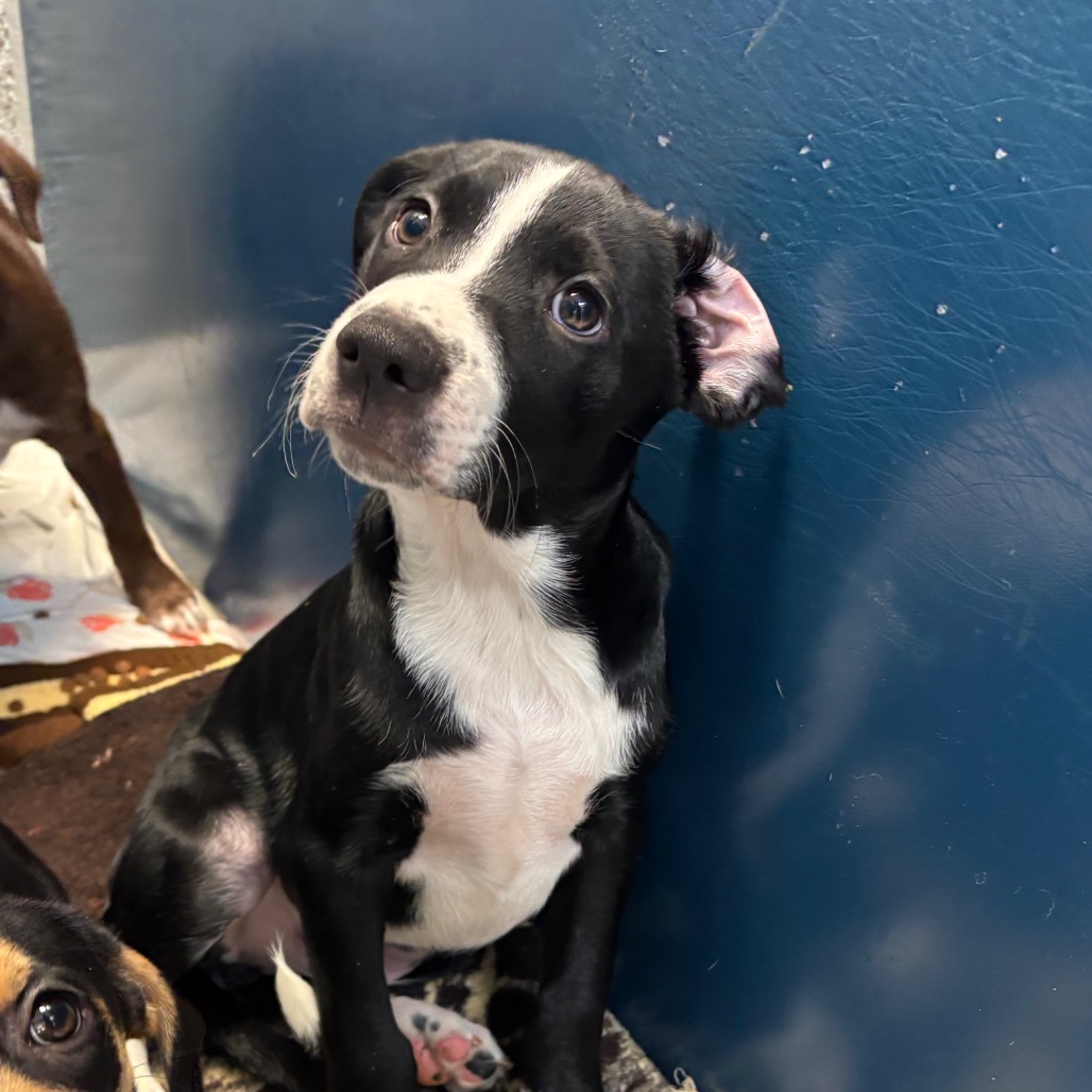 WHISK - Mixed Breed (Medium) available for adoption