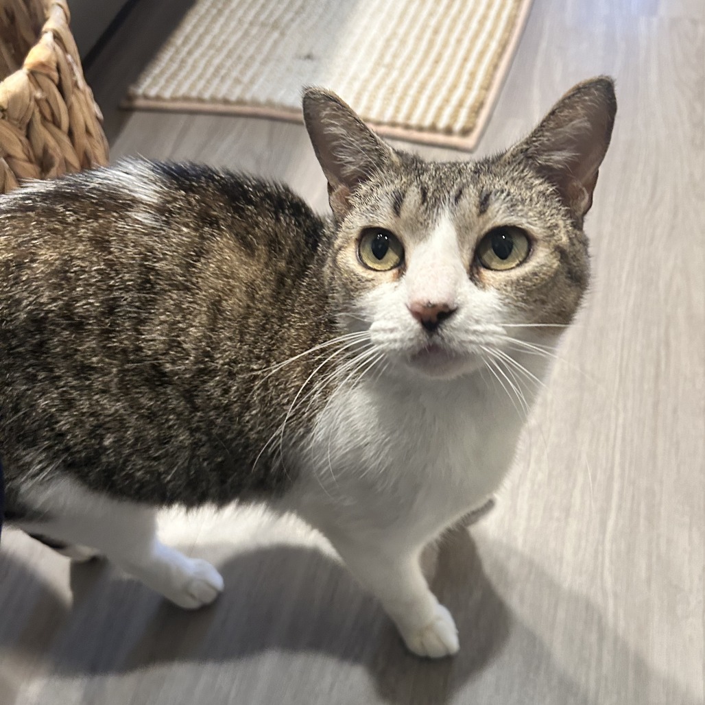 Stracciatella — thumbnail 10