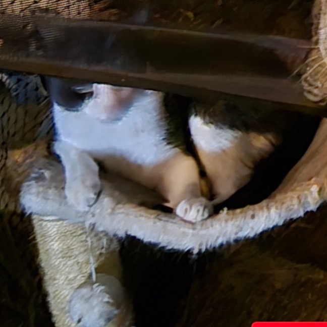COP CAT - Domestic Shorthair available for adoption