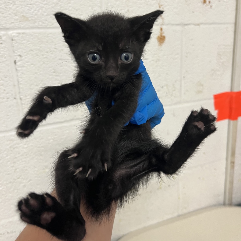 FROYO F3 - Domestic Shorthair available for adoption