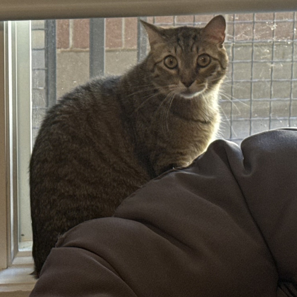 Comet — thumbnail 2